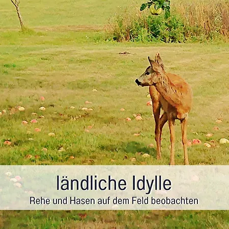 Apartamento Hof Norden Fuer Familien Und Paare Sörup